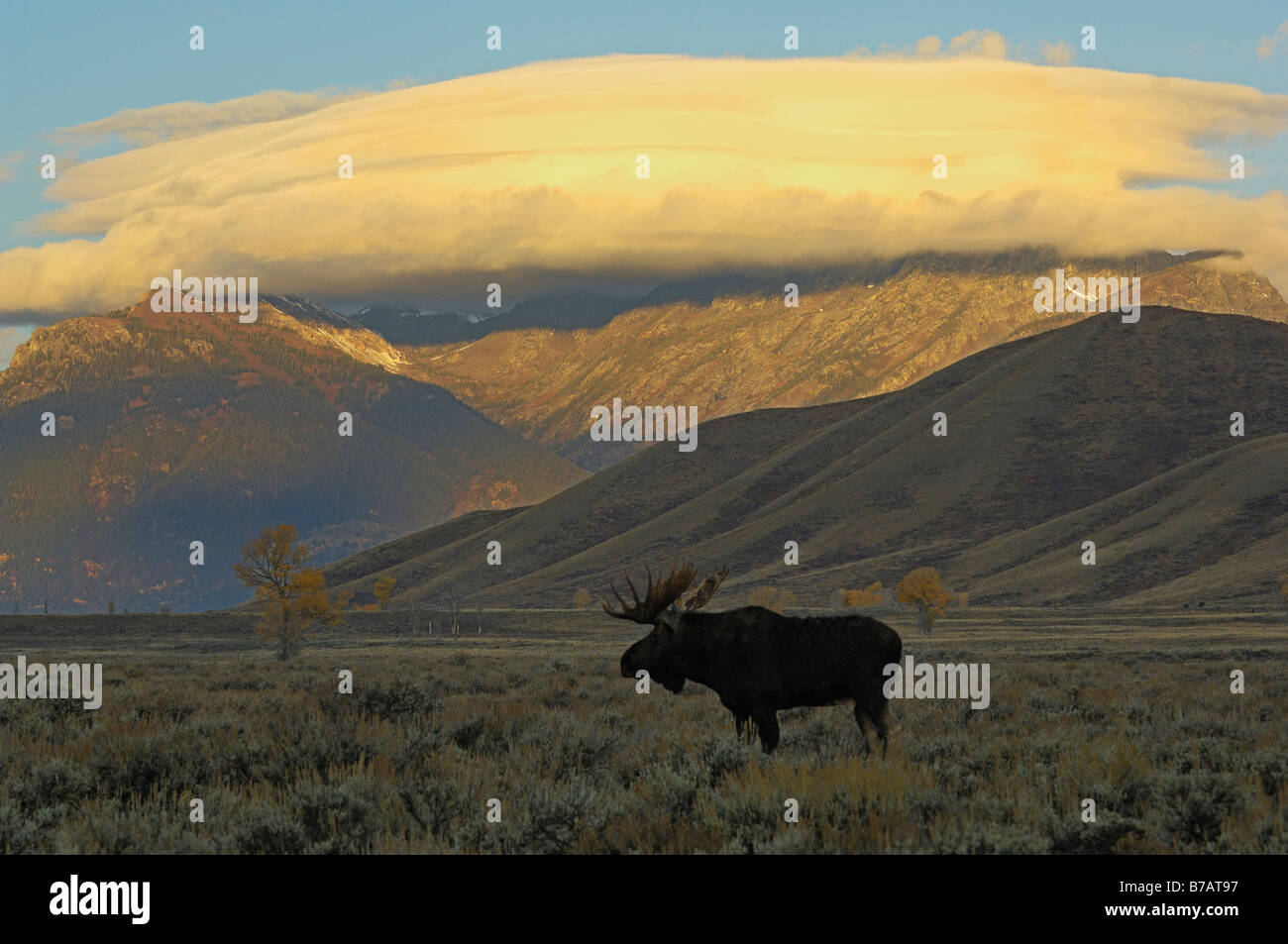 Elch-Sunrise Stockfoto