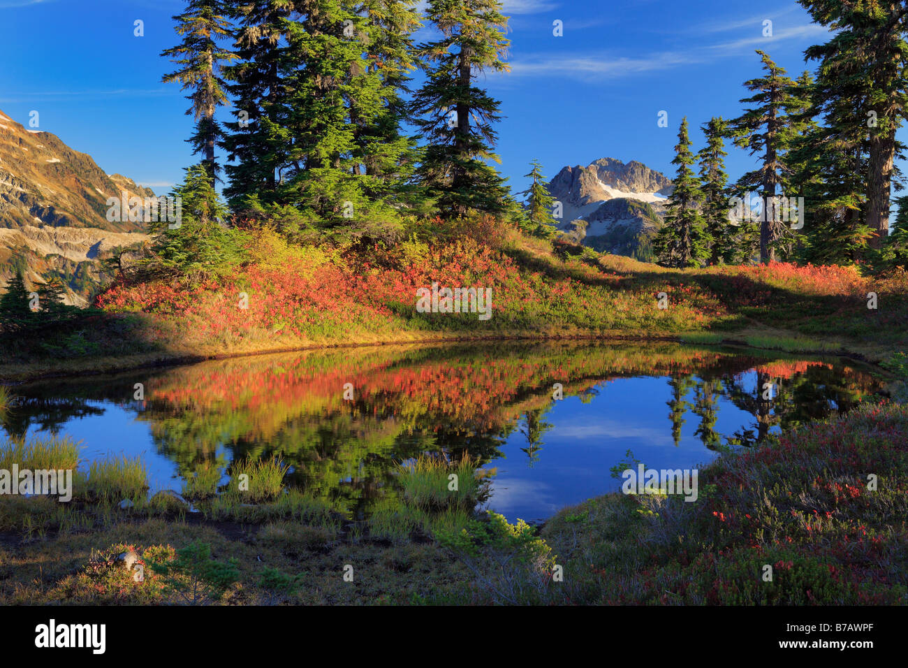 Koniferen und Blaubeer-Sträucher im Herbst Farbe in Tarn in der Nähe von Mount Shuksan im Staat Washington, USA Stockfoto