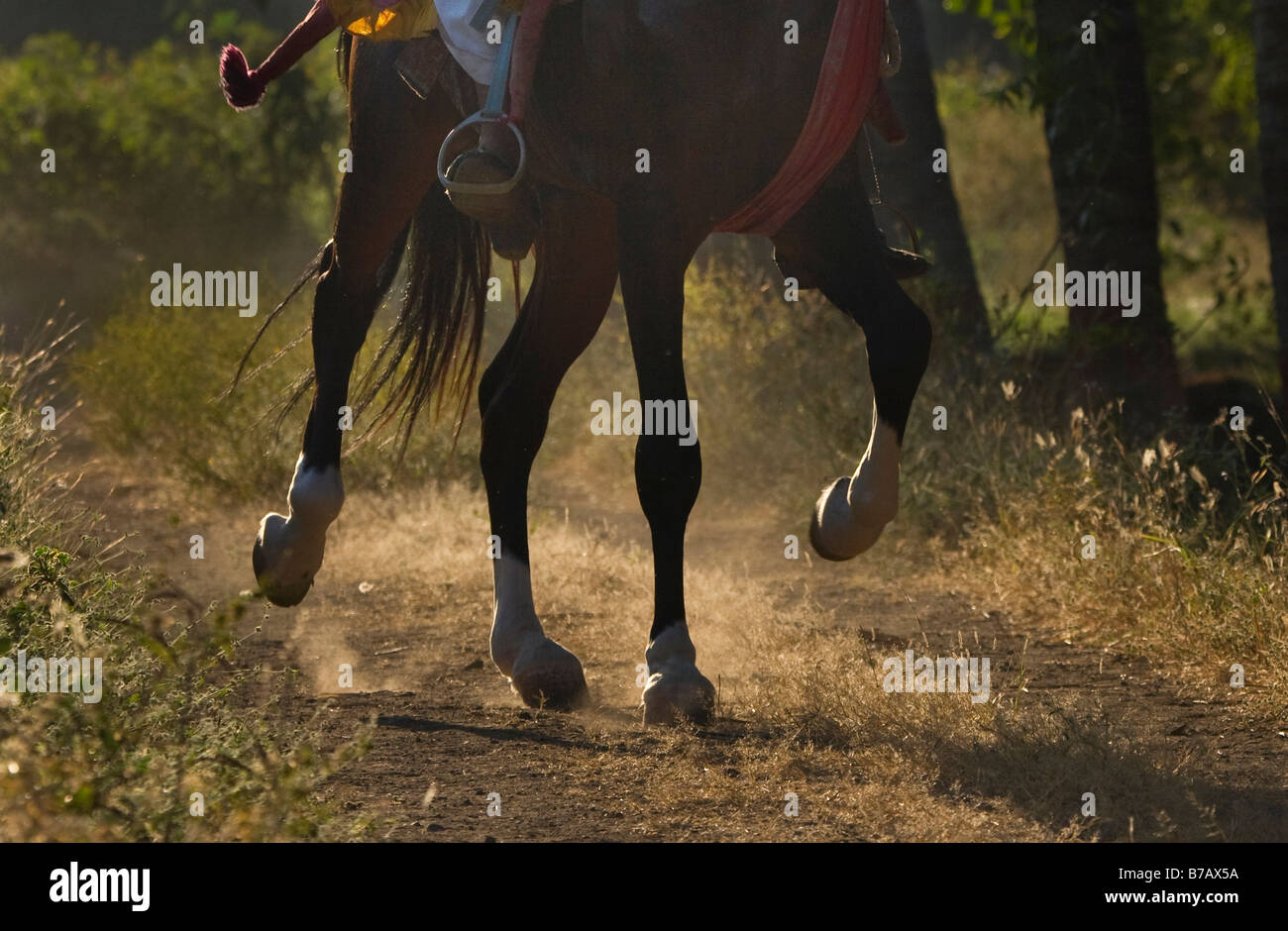 Pferd-Indien gebogenen Ohren exotische Asien asiatisch Indianer Stockfoto