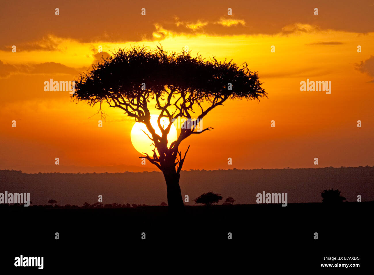 Sonnenuntergang hinter Regenschirm Akazie Baum Masai Mara Nord Reserve Kenia Stockfoto