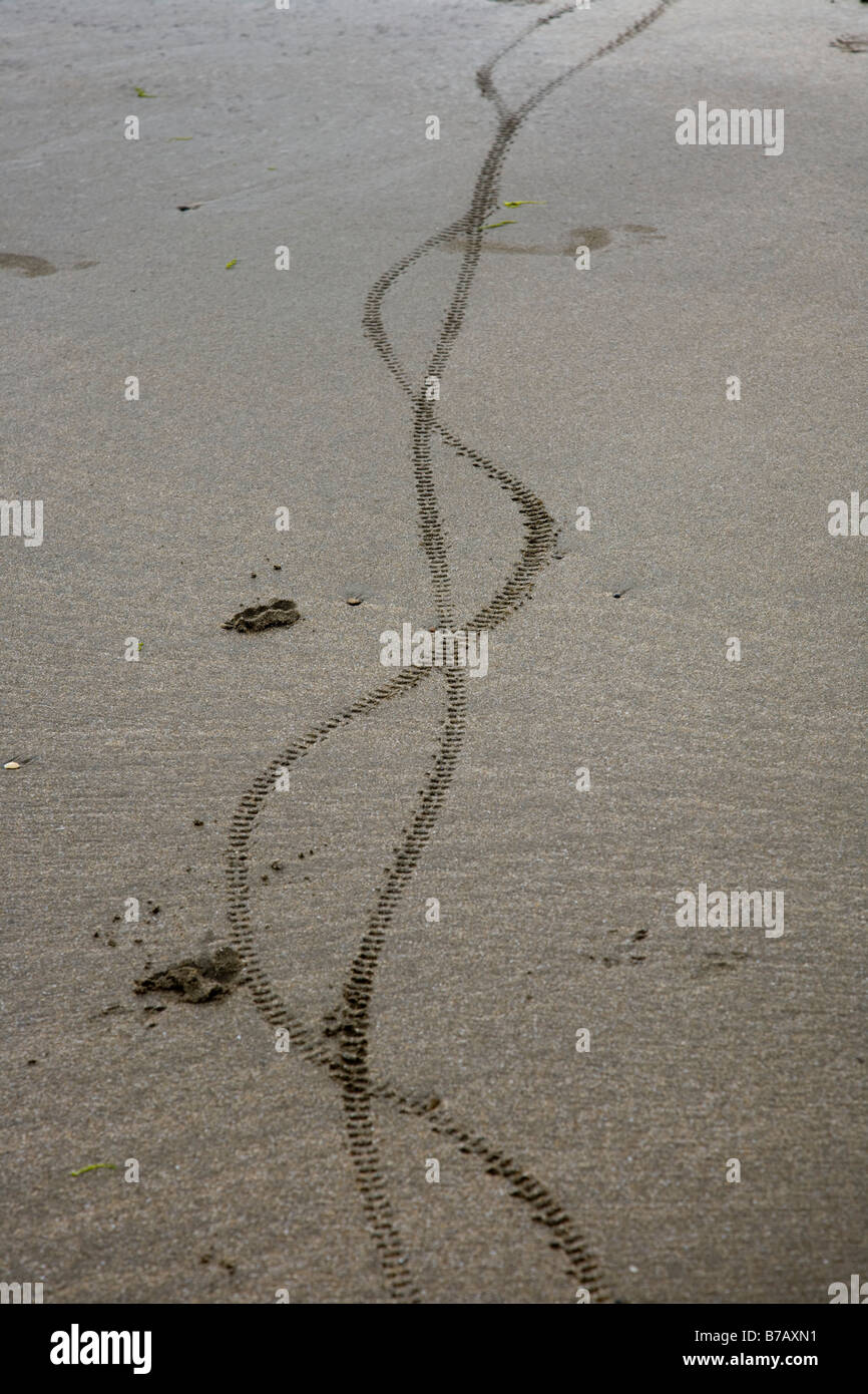 Poppit Sands Cardigan Bay Wales UK Fahrrad Reifenspuren Stockfoto