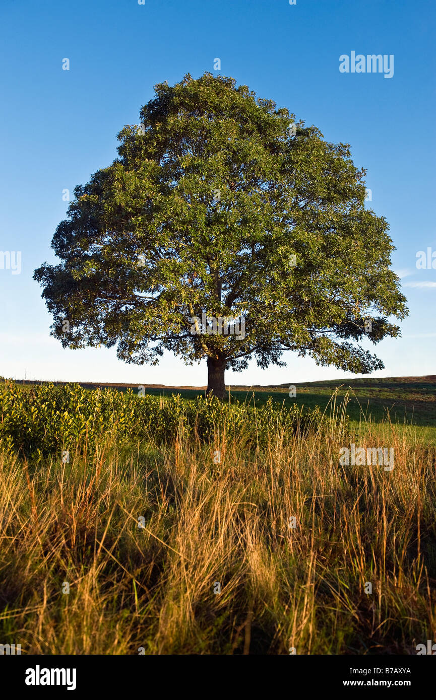 Baum auf einem Hügel Stockfoto