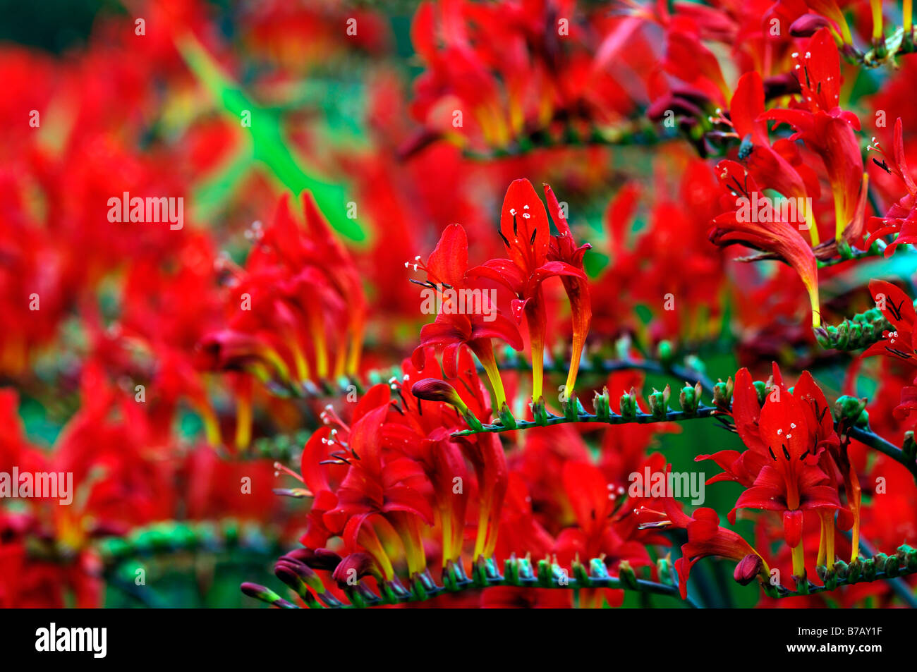 Crocosmia Lucifer Blume kräftigem Rot gewagte Farbe Farbe Closeup nahe Detail rote abstrakte Muster Stockfoto