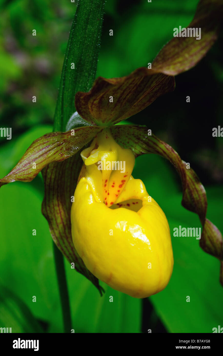 Gelbe Frauenschuh Cypripedium Calceolus pubescens Stockfoto