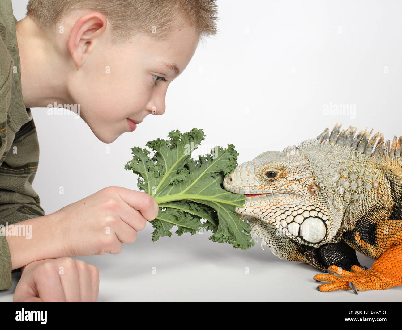 kleiner Junge Fütterung grünes Blatt zu großen Hunger pet Eidechse Stockfoto