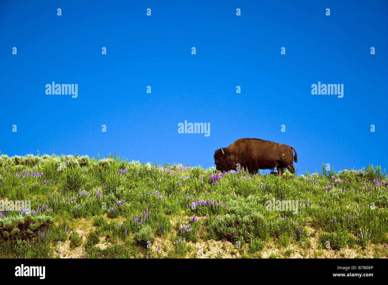 Bison, Yellowstone-Nationalpark, Wyoming, USA Stockfoto