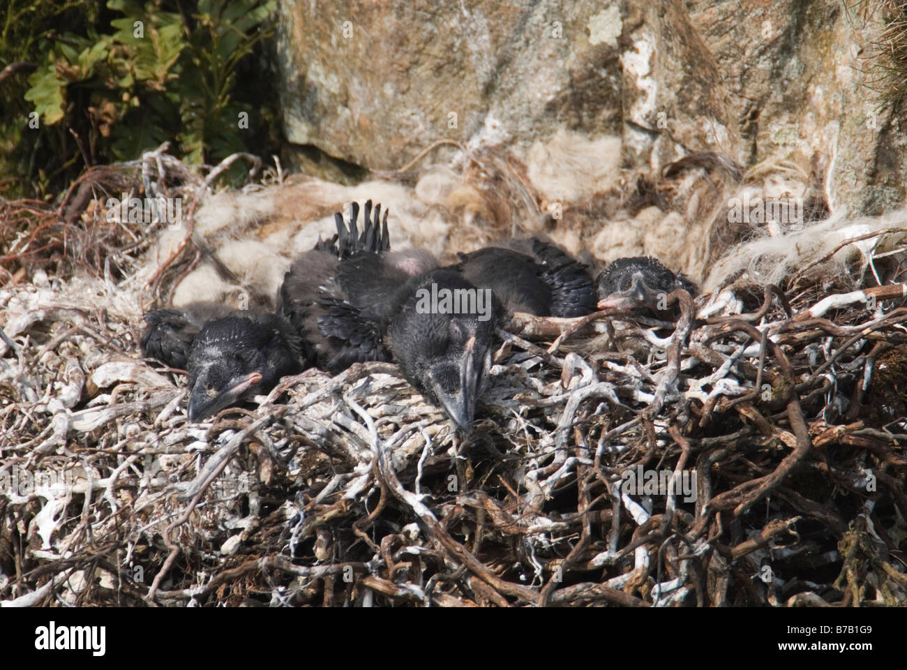 Raven Sie-Corvus Corax Küken ruhen im Nest Dumfries Galloway Schottland April Stockfoto