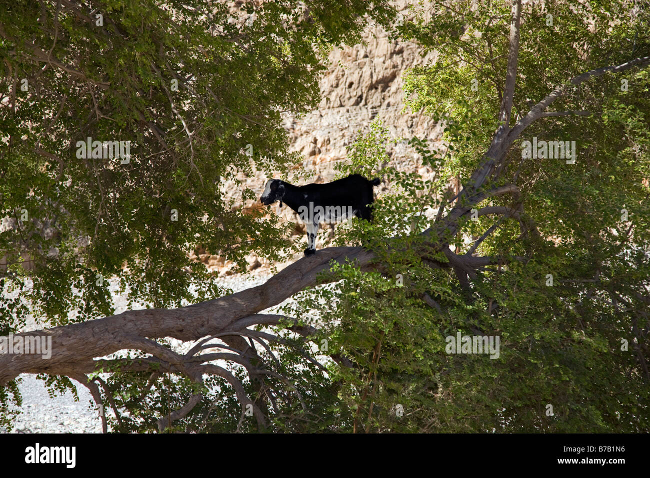 Kleine Ziege klettern auf den Ästen von Argan Baum, Tier, Natur, Reise, Wüste, Pflanze, Horn, Blätter, wild, Vegetation, Fütterung im Oman. Stockfoto