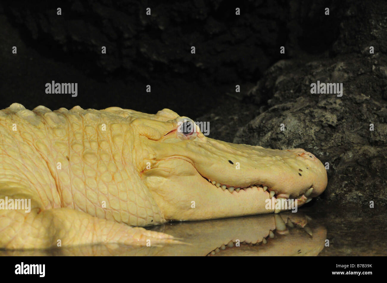 Nahaufnahme des weißen Alligator Stockfoto