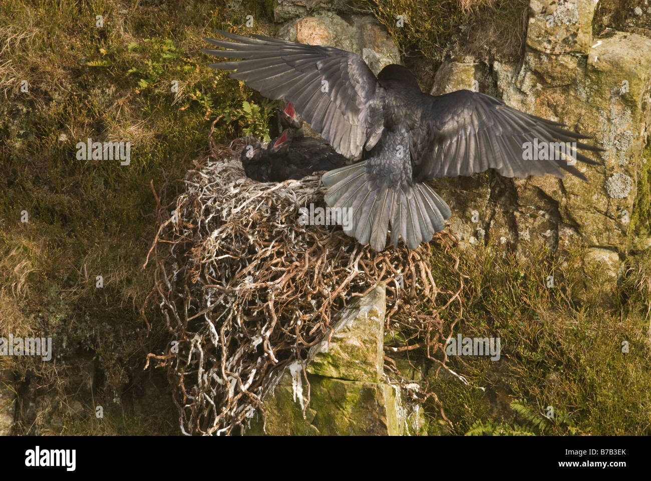 Erwachsenen Raven Corvus Corax, die Küken Dumfries Galloway Schottland April füttern, fliegen Stockfoto