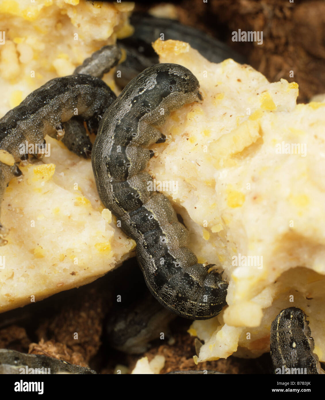 Baumwoll-Leafworm oder Armyworm Spodoptera Littoralis Raupen gefüttert auf eine künstliche Ernährung Stockfoto