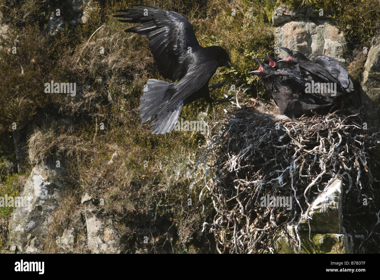Erwachsenen Raven Corvus Corax, nisten um Küken Dumfries Galloway Schottland April füttern, fliegen Stockfoto