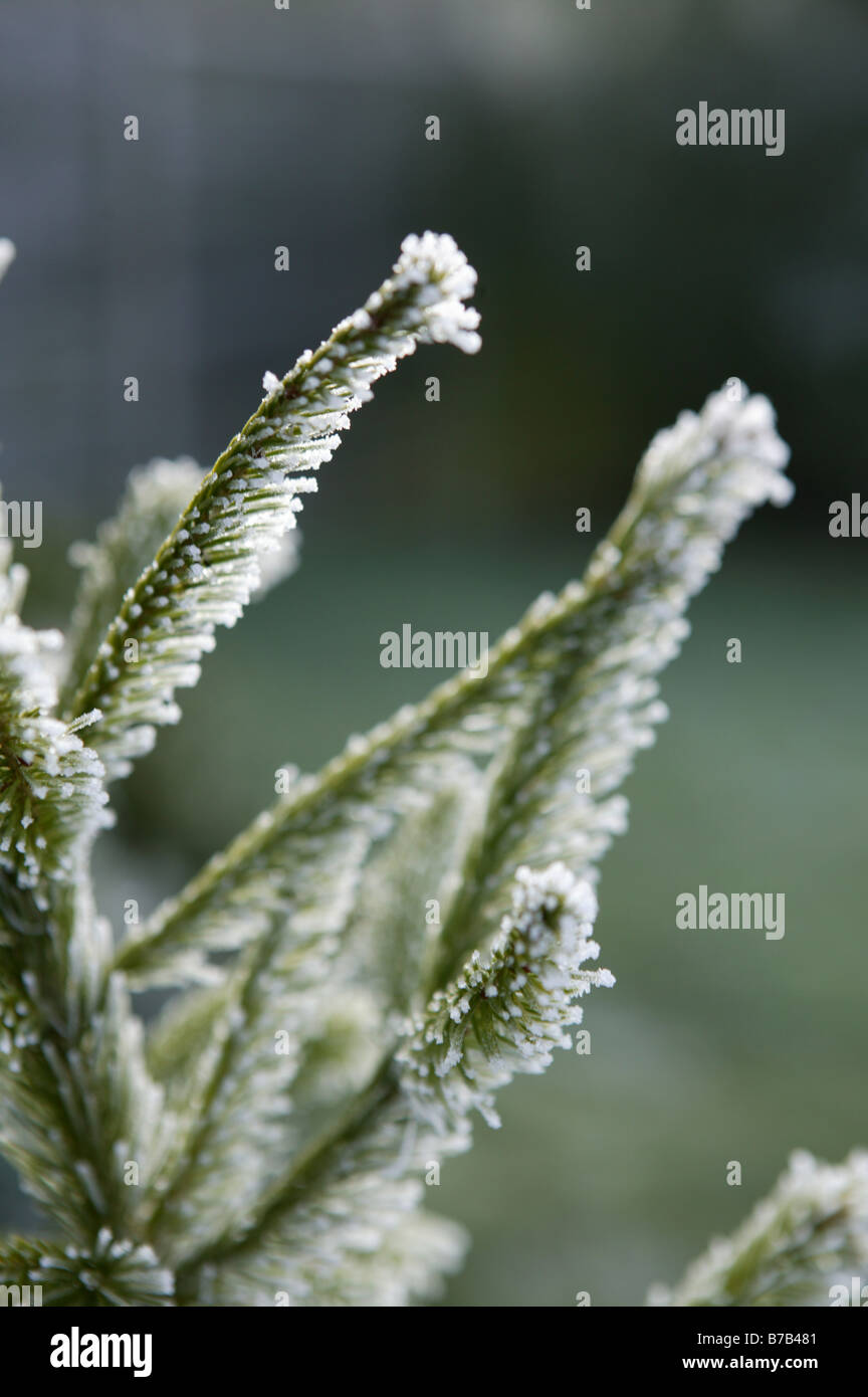 Kalten eisigen Morgen aufrecht Porträt Winterszene mit großen Flächen für Kopie konzentrierte sich auf die Spitzen der kleinen Jungen Tannenbaum Stockfoto