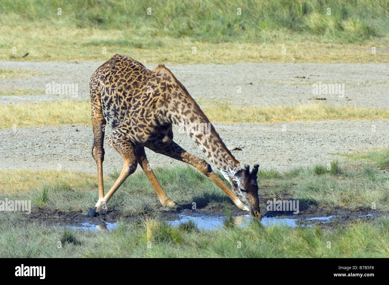 Giraffe Giraffa Giraffe trinken Lake Manyara Nationalpark Tansania Stockfoto