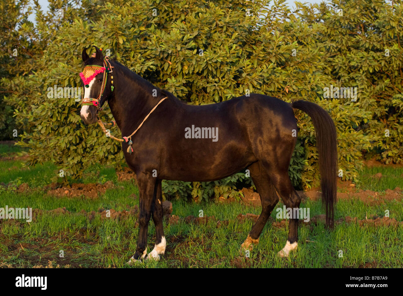 Pferd-Indien gebogenen Ohren exotische Asien asiatisch Indianer Stockfoto