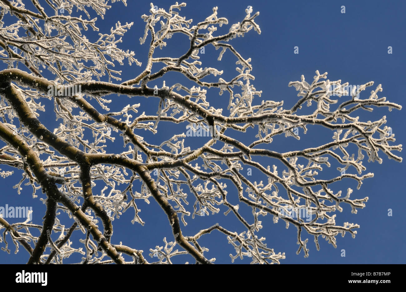 Winter Baum Zweige Stockfoto