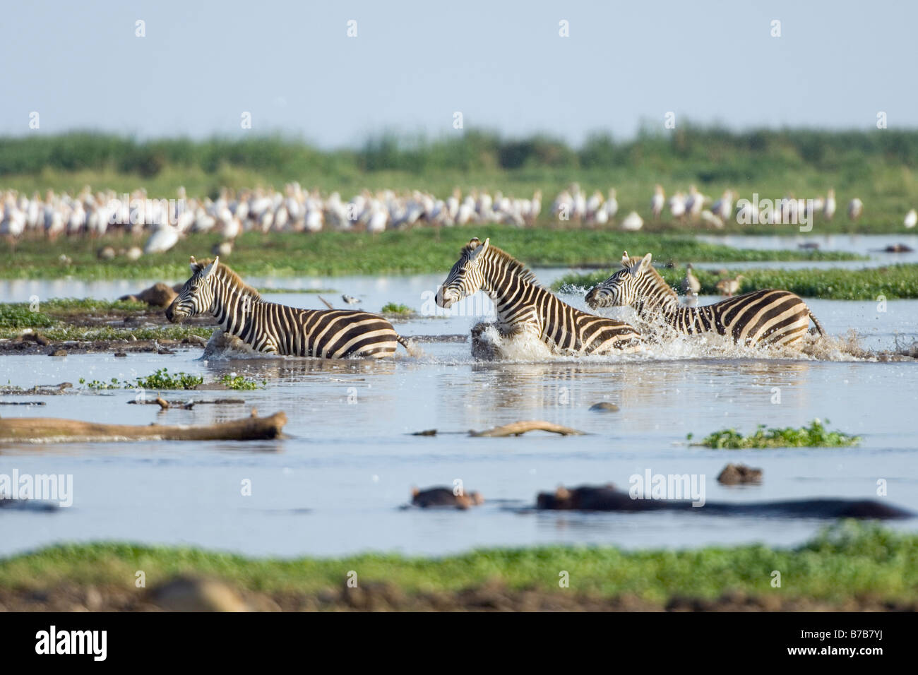 Burchell Zebra Equus Quagga Überquerung den Hippo Pool in im Lake Manyara Nationalpark Tansania Stockfoto
