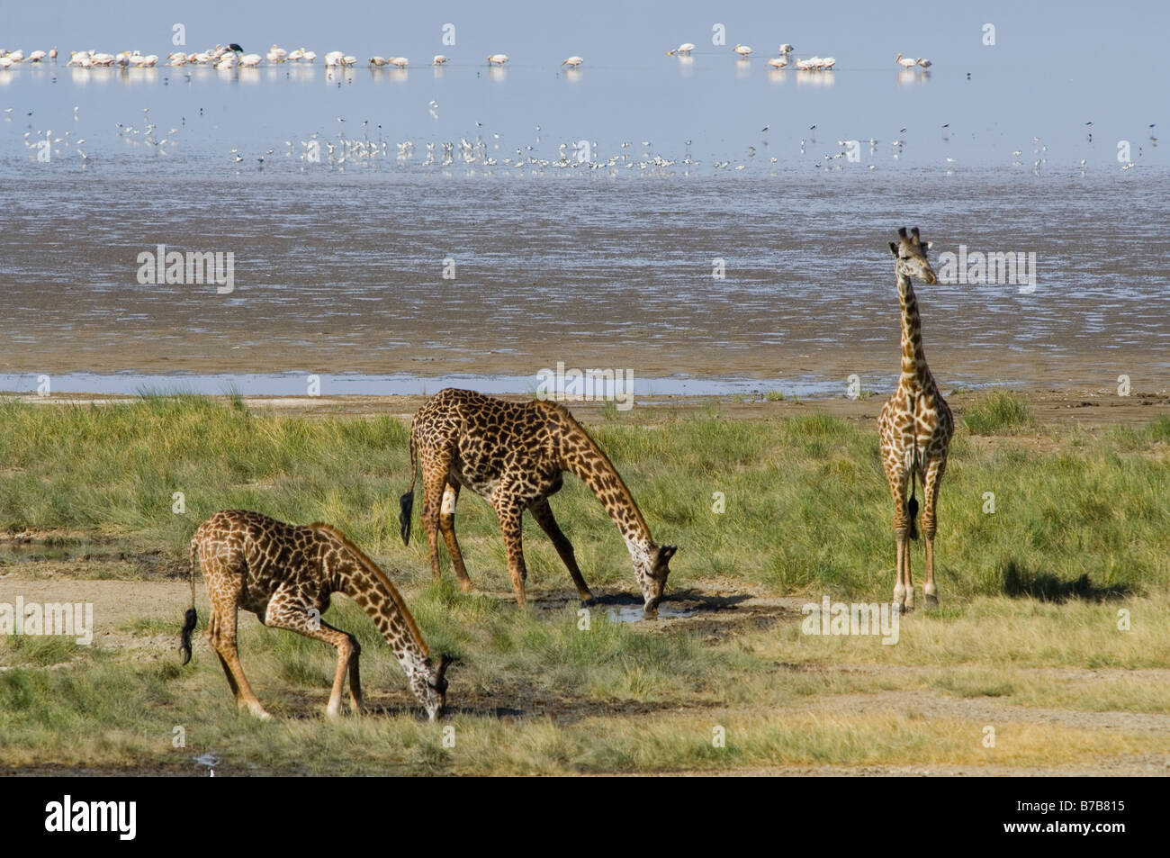 Giraffen Giraffa Giraffe trinken Lake Manyara Nationalpark Tansania Stockfoto