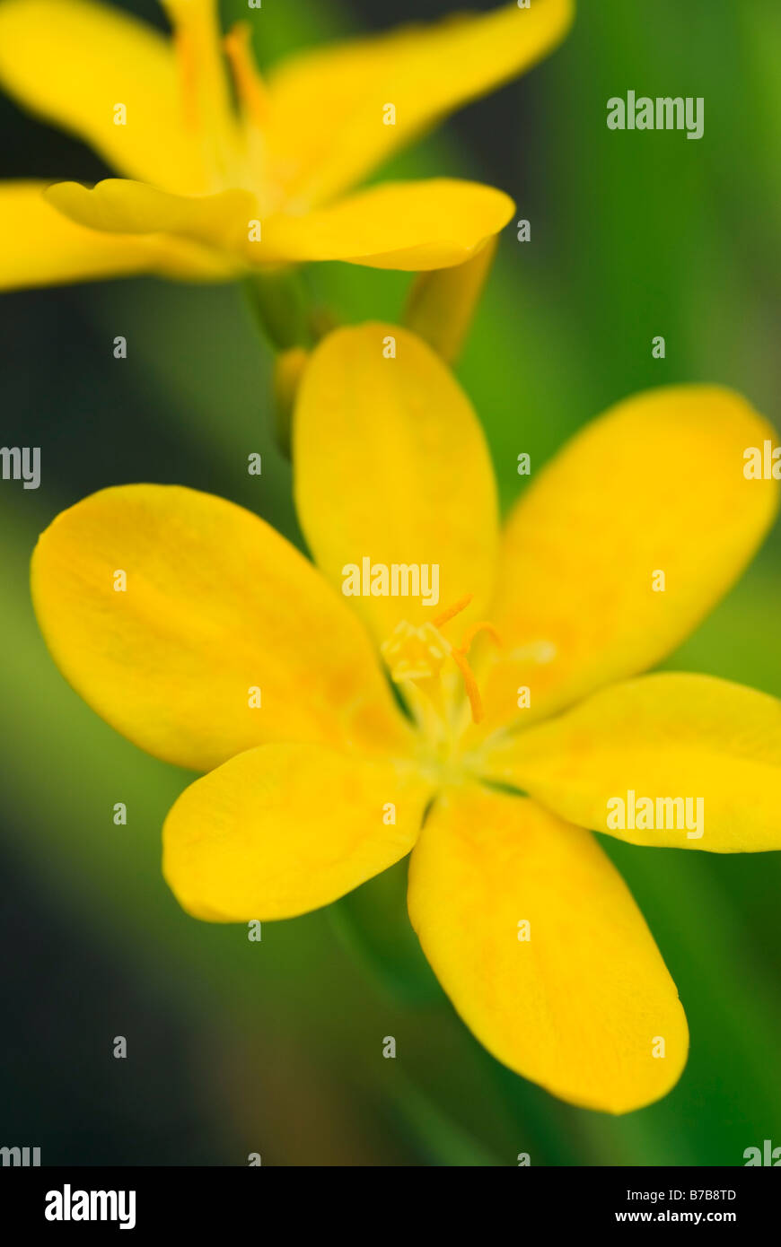 BELAMCANDA CHINENSIS HALLO GELB Stockfoto