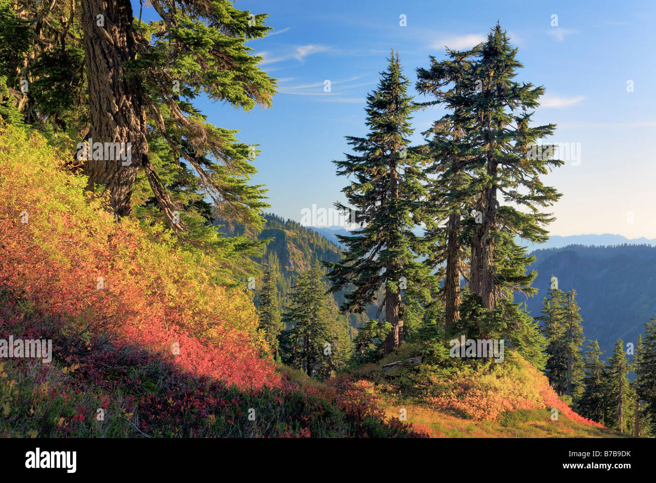 Koniferen und Blaubeer-Sträucher im Herbst Farbe am Mount Baker im Staat Washington, USA Stockfoto