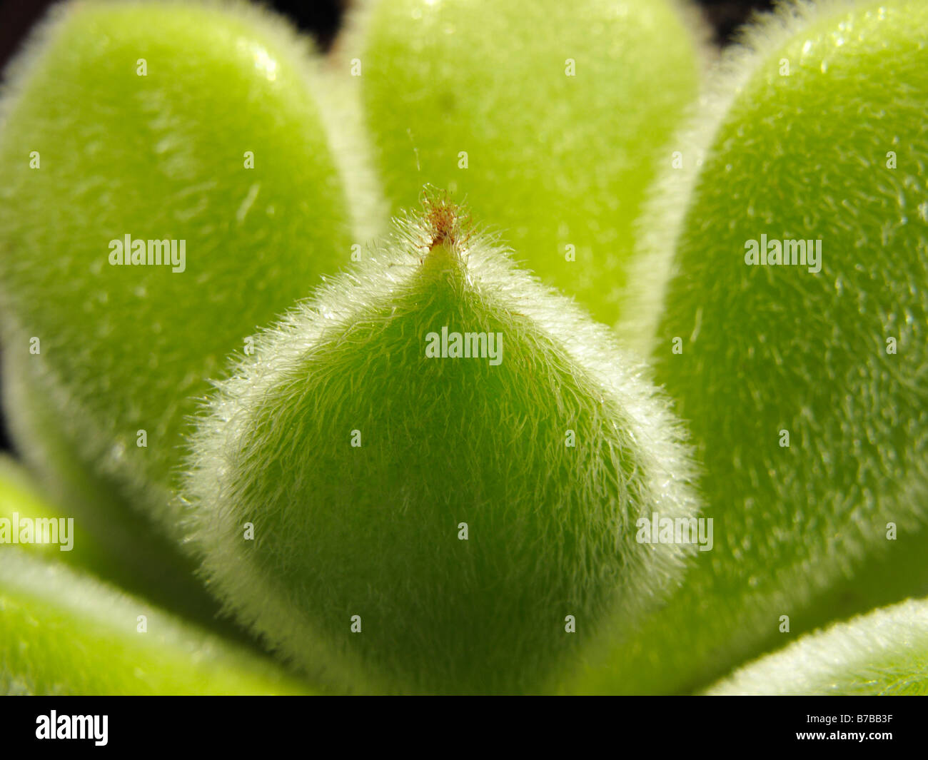 Nahaufnahme des inländischen Kaktus 3 Stockfoto