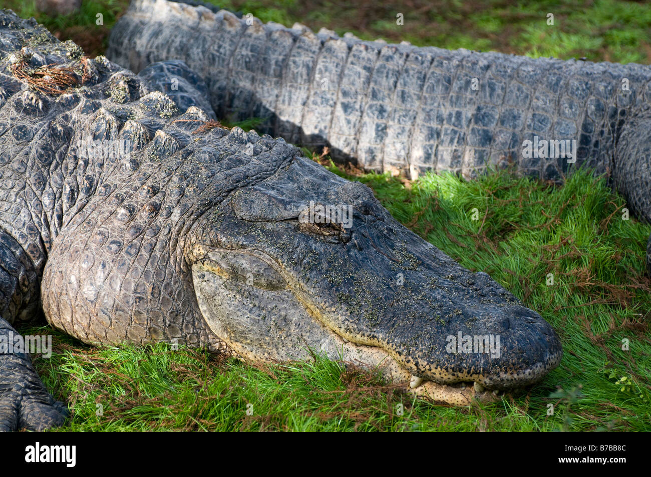 Alligator-paar Stockfoto