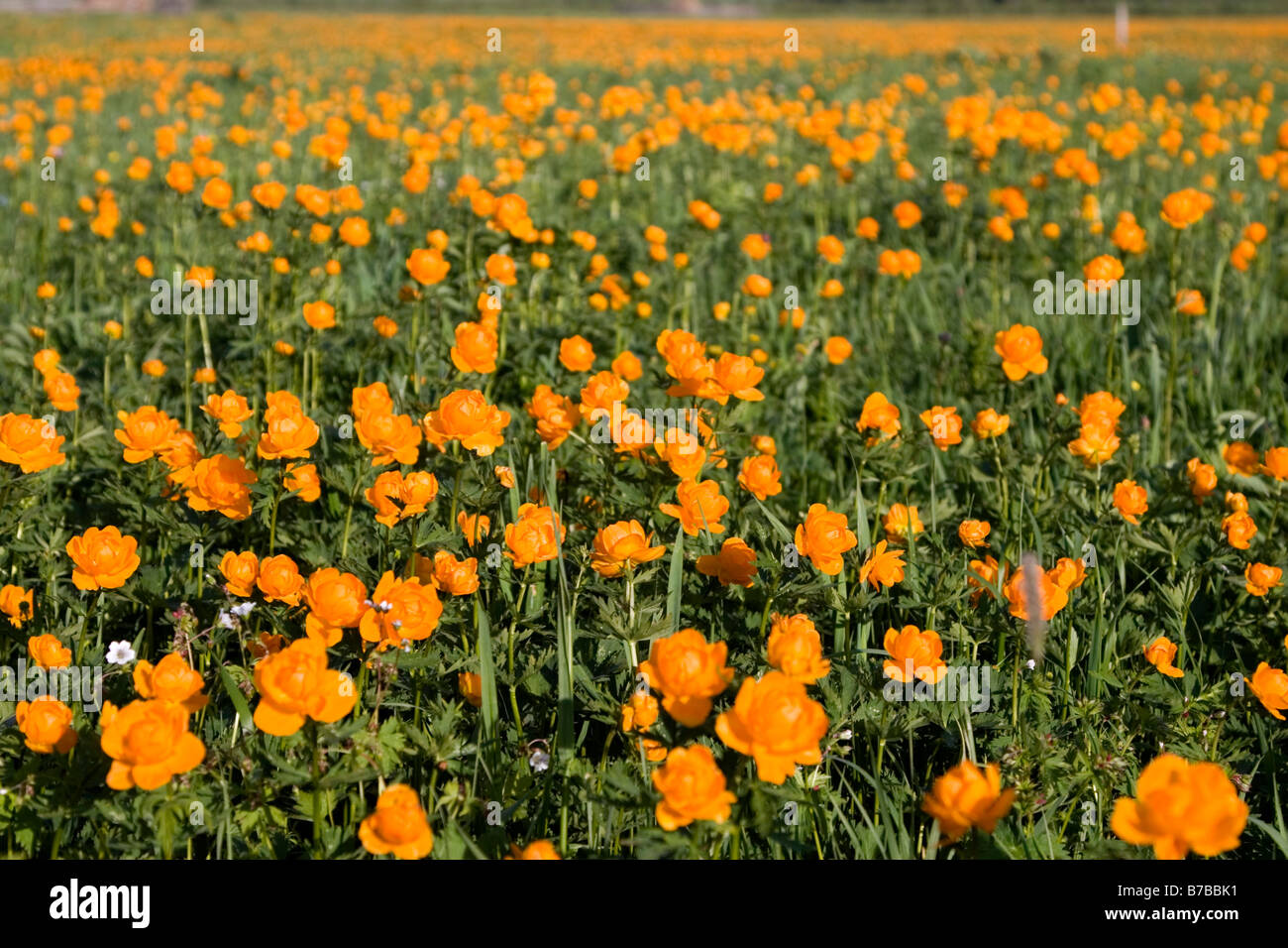 Wilde Blumen sträuben sich die Wiese im Kanas National Park in Xinjiang in China. Stockfoto