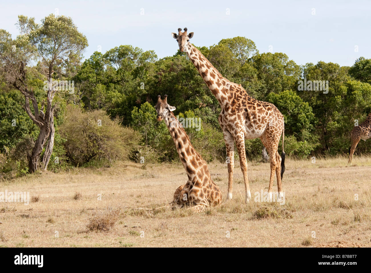 Masai-Giraffe Giraffa Giraffe Savanne Ebenen Masai-Mara-Nord-West-Kenia Stockfoto