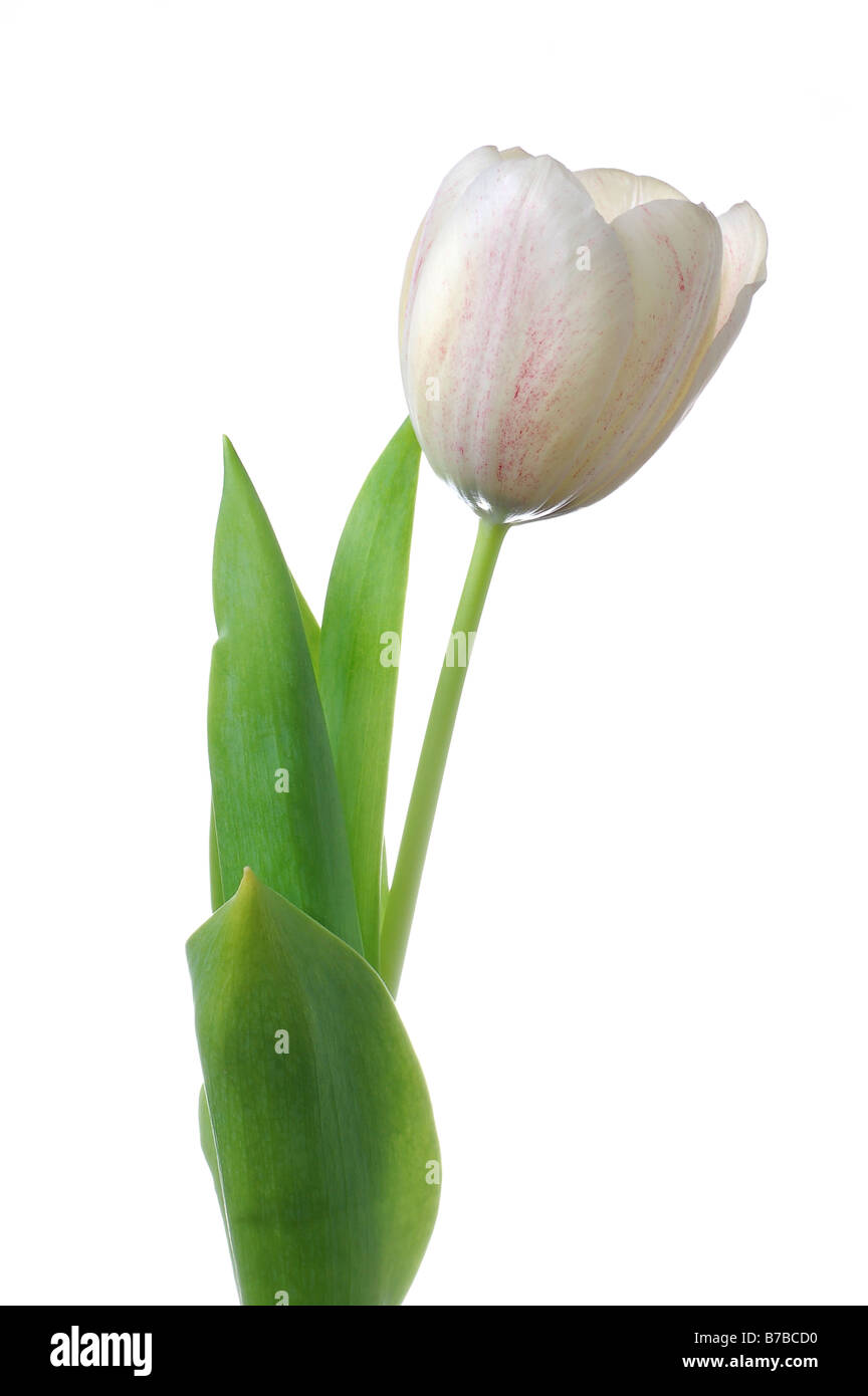 Weiße Tulpe Blume isoliert auf weißem Hintergrund Stockfoto