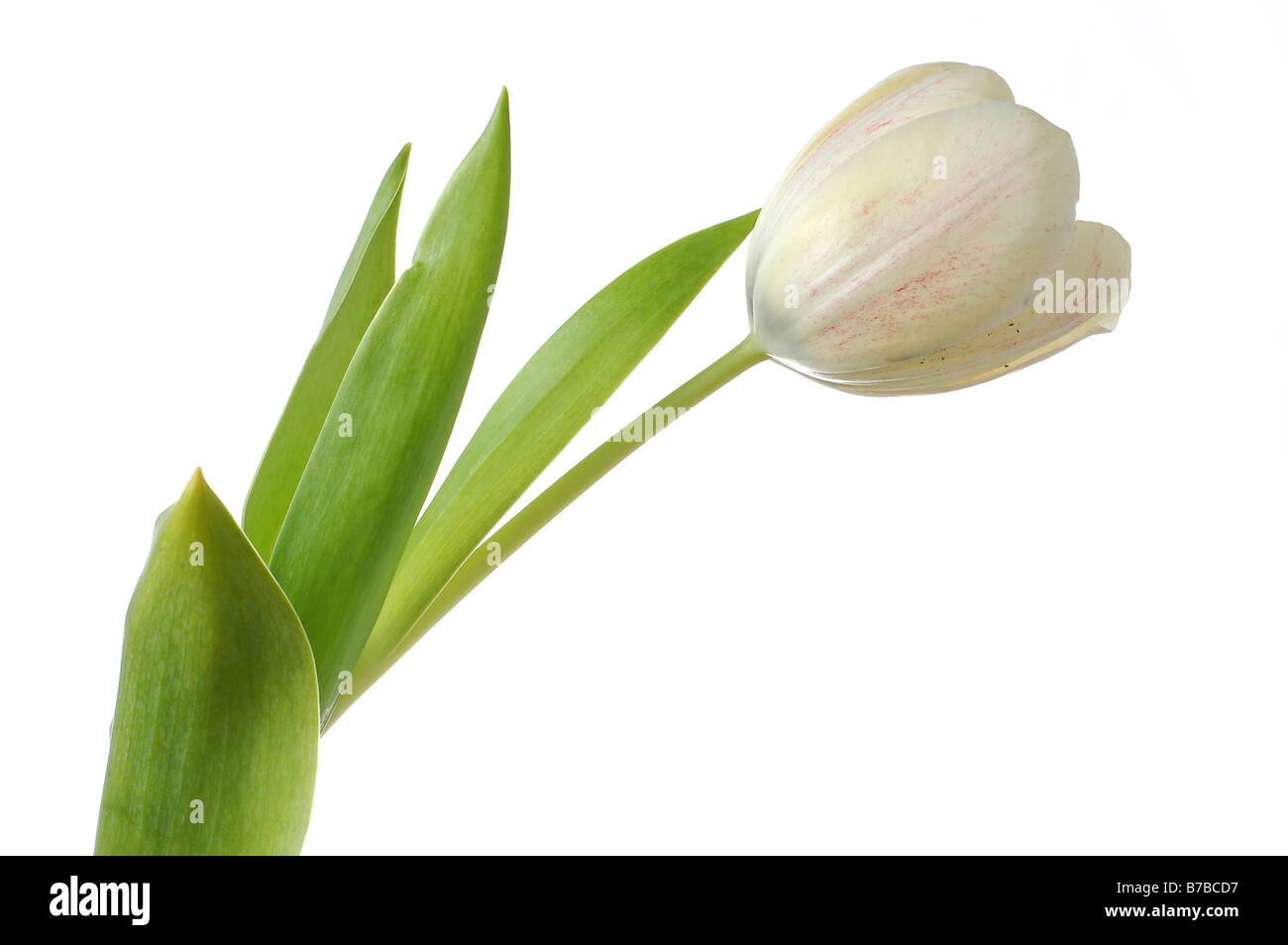Weiße Tulpe Blume isoliert auf weißem Hintergrund Stockfoto