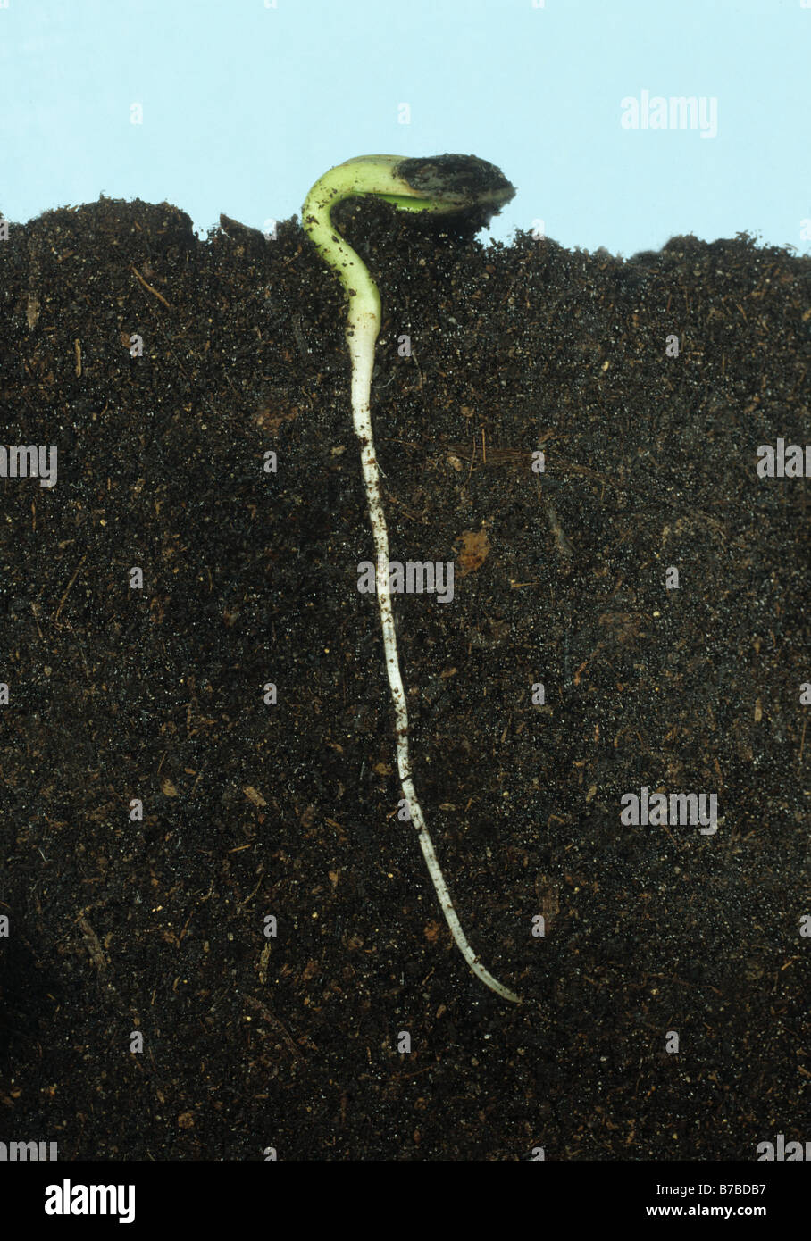 Sämling mit gut entwickelten Keimwurzel und Samen Keimblätter gerade Sonnenblumen Stockfoto