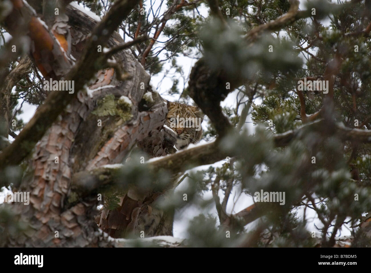 nordamerikanische Bobcat Wildkatze Baum Stockfoto