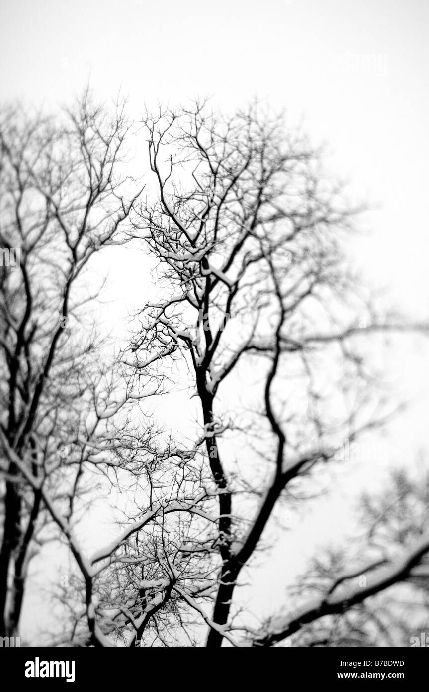 Bäume mit Schnee Stockfoto