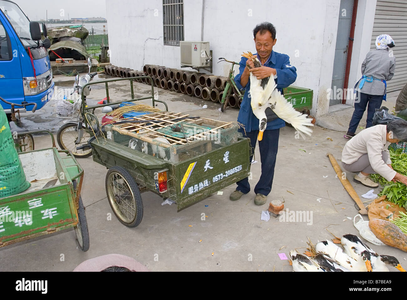 Chinesische Ente Verkäufer 3 Stockfoto