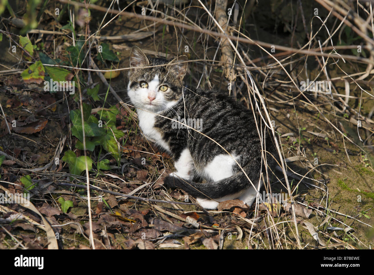 Junge Tabby Katze im Busch Stockfoto