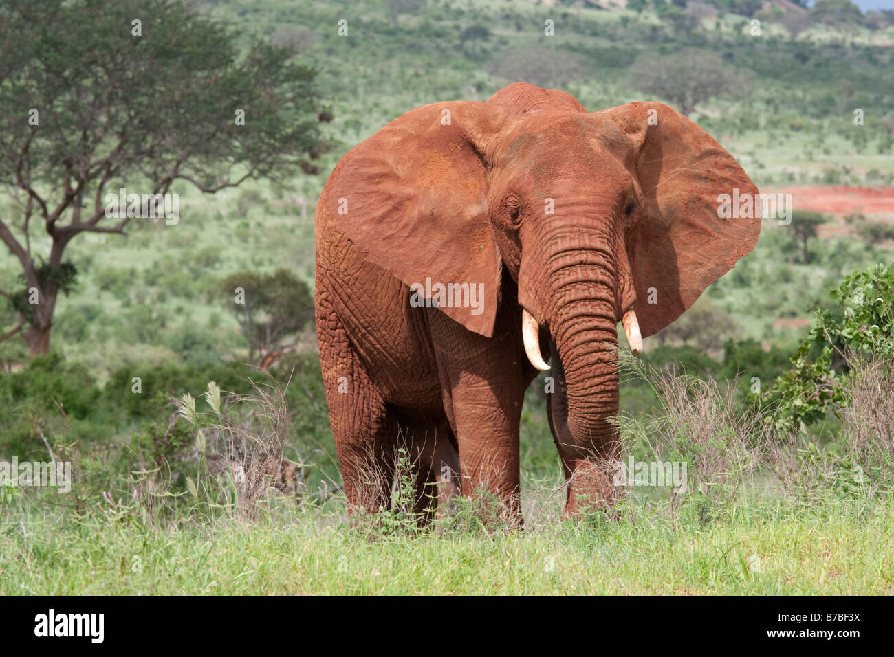 Einzelne rote farbige Elefanten Tsavo East Nationalpark Kenia Stockfoto