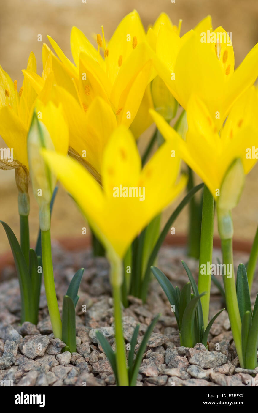 STERNBERGIA LUTEA WINTER ODER HERBST NARZISSEN WACHSEN IN EINE ALPINE HOUSE Stockfoto
