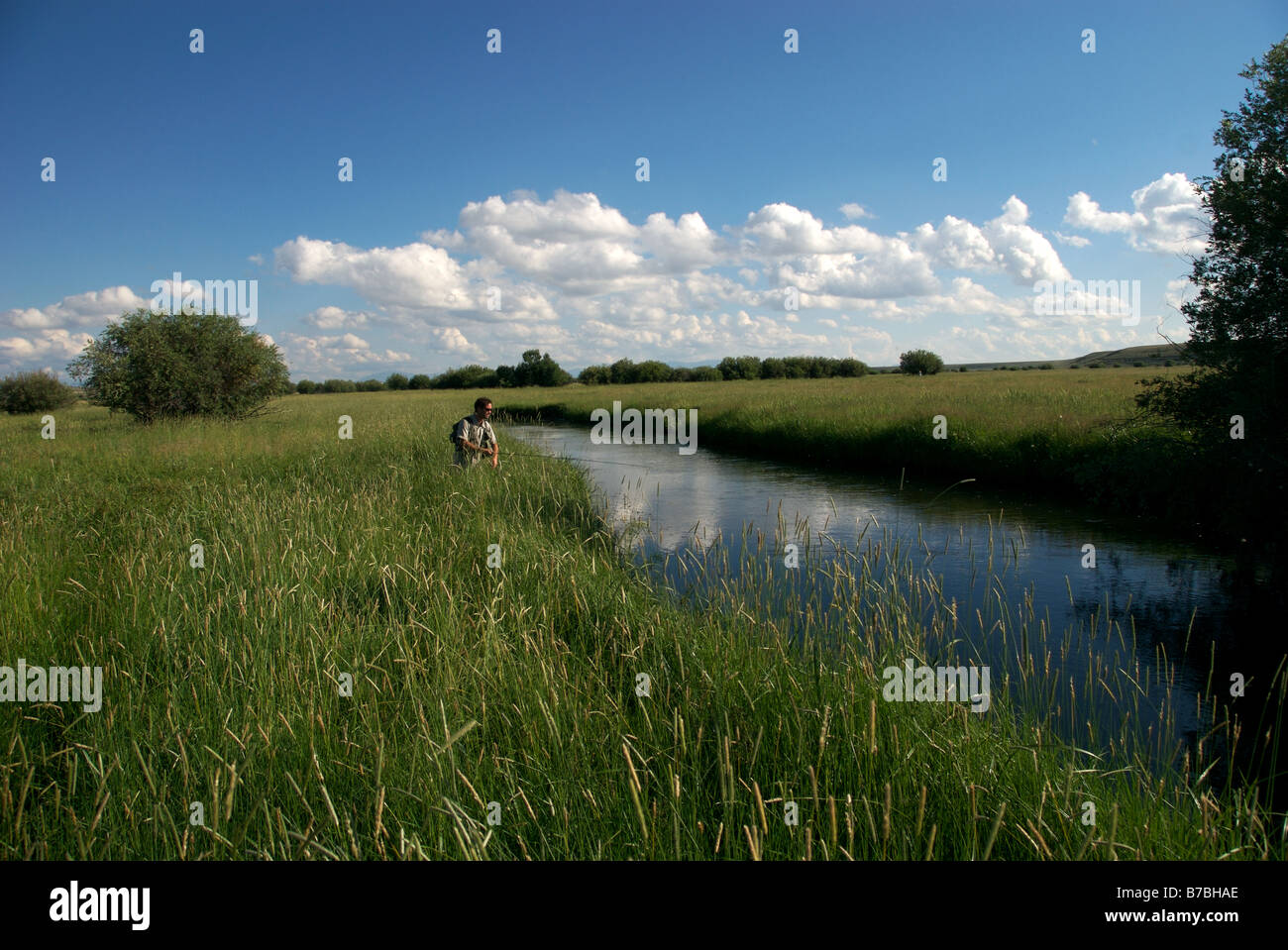 ein Fliegenfischer wirft große Forelle an einem kleinen Fluss im nördlichen colorado Stockfoto