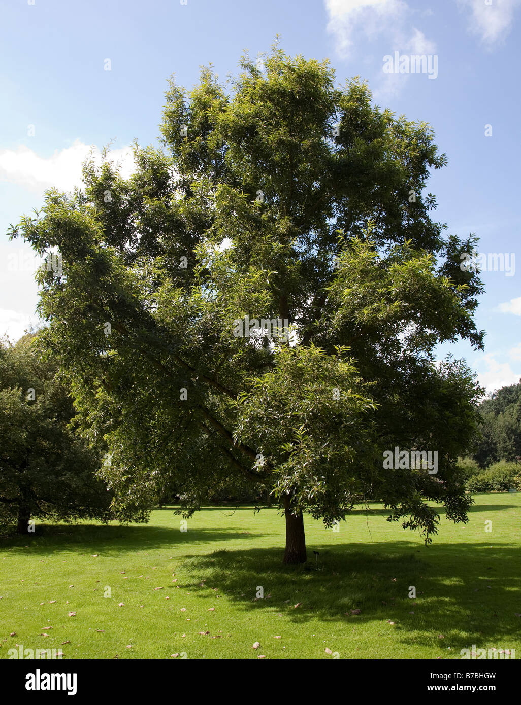Eichenbaum Quercus acutissima oder Sawtooth Oak National Botanic Gardens Nationale Plantentuin Meise Brüssel Belgien Stockfoto