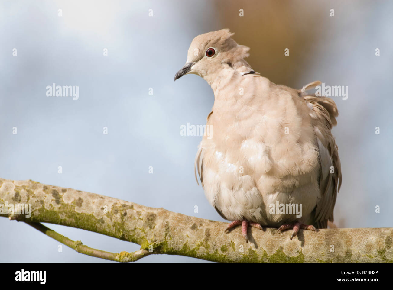 Rotflügel Taube Streptopelia Decaocto thront auf Zweig South Lanarkshire März Stockfoto