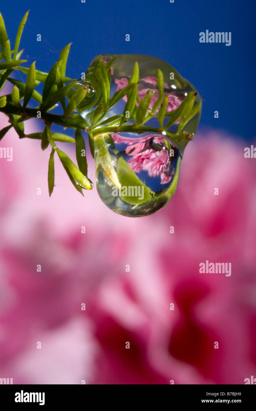 Wassertropfen fungiert als Objektiv zu Bild Blumen in Ferne Stockfoto