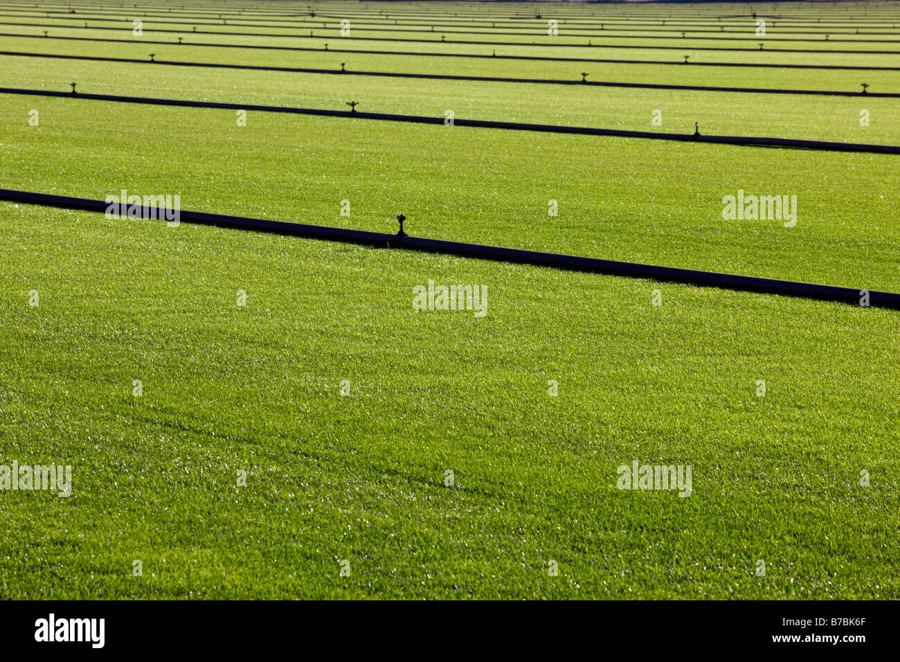 Reichen grünen Rasen wächst auf einem Sod-Bauernhof in Süd-Kalifornien, USA Stockfoto