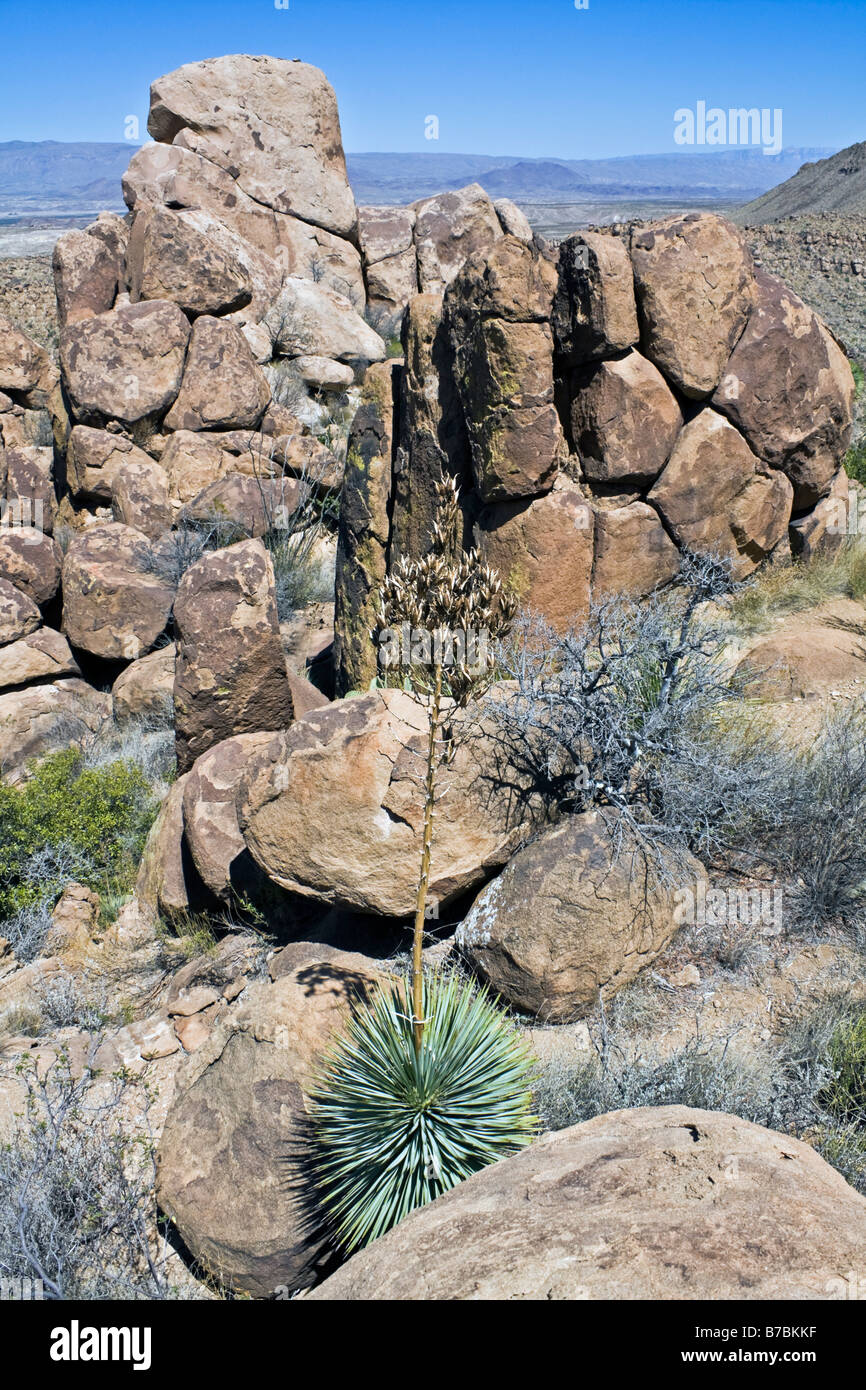 Landschaft des Big Bend Stockfoto