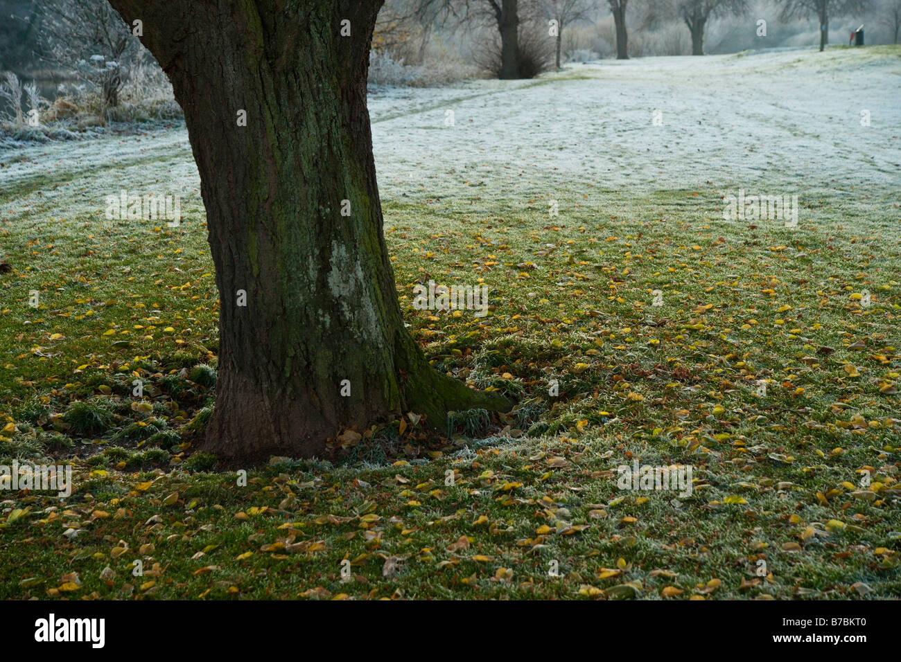 Schottland im Winter Detail der frostigen Felder Kelso Stockfoto