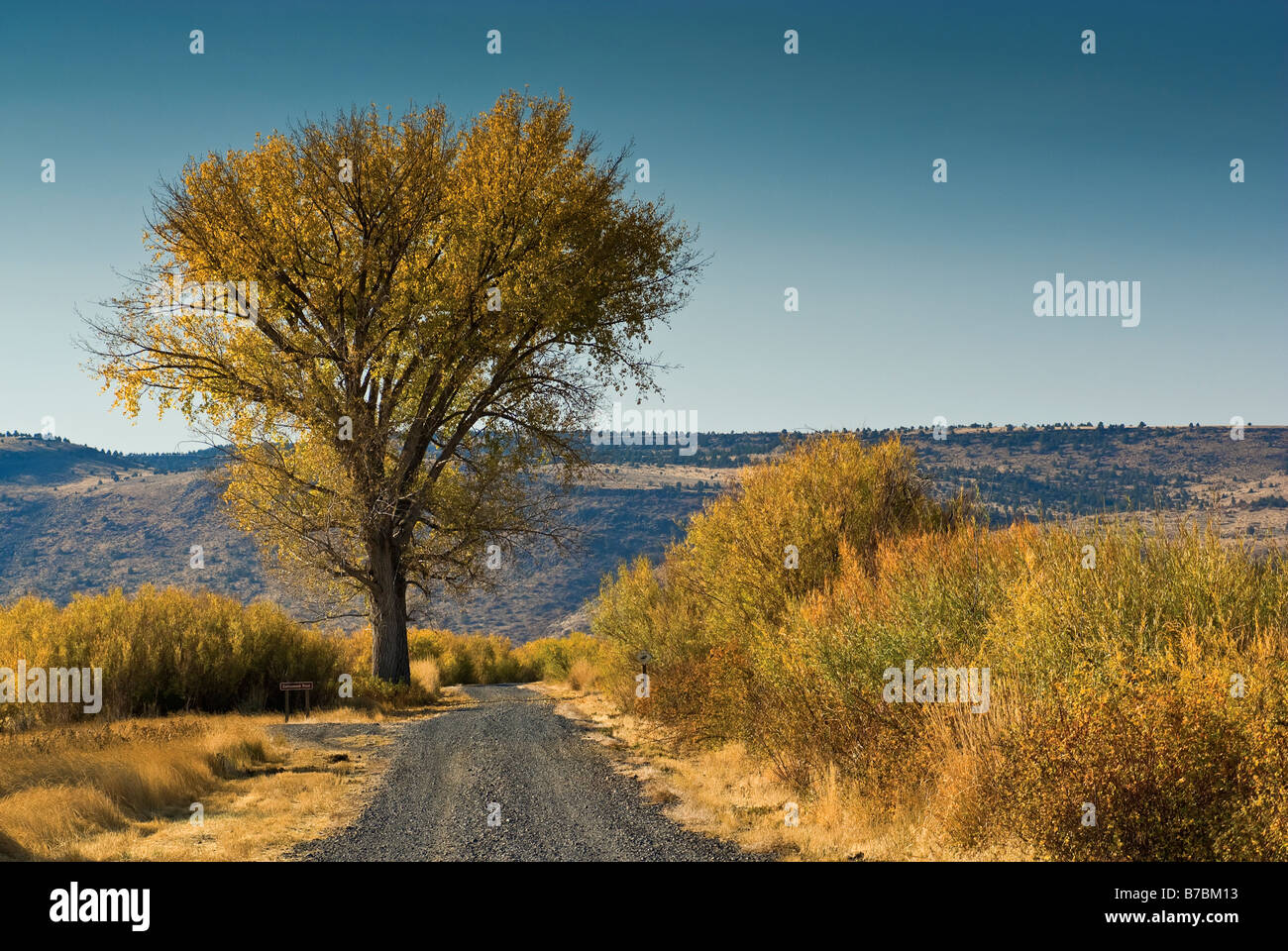 Lone Cottonwood Baum in der Mitte Kolonnenweg an der Malheur National Wildlife Refuge Oregon USA Stockfoto