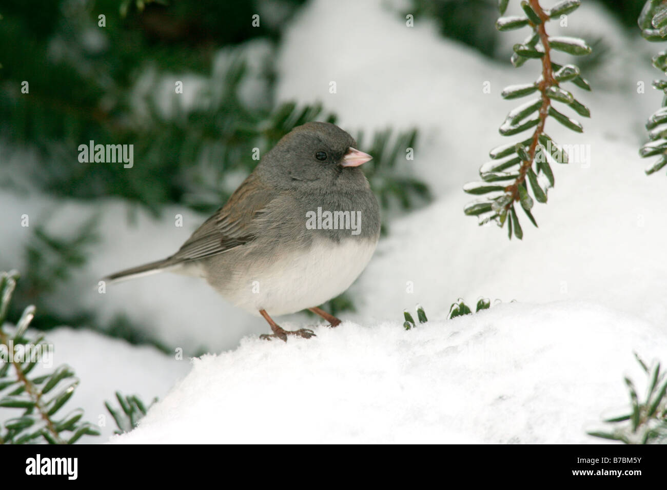 Dunkel gemustertes Junco thront im Schnee Stockfoto