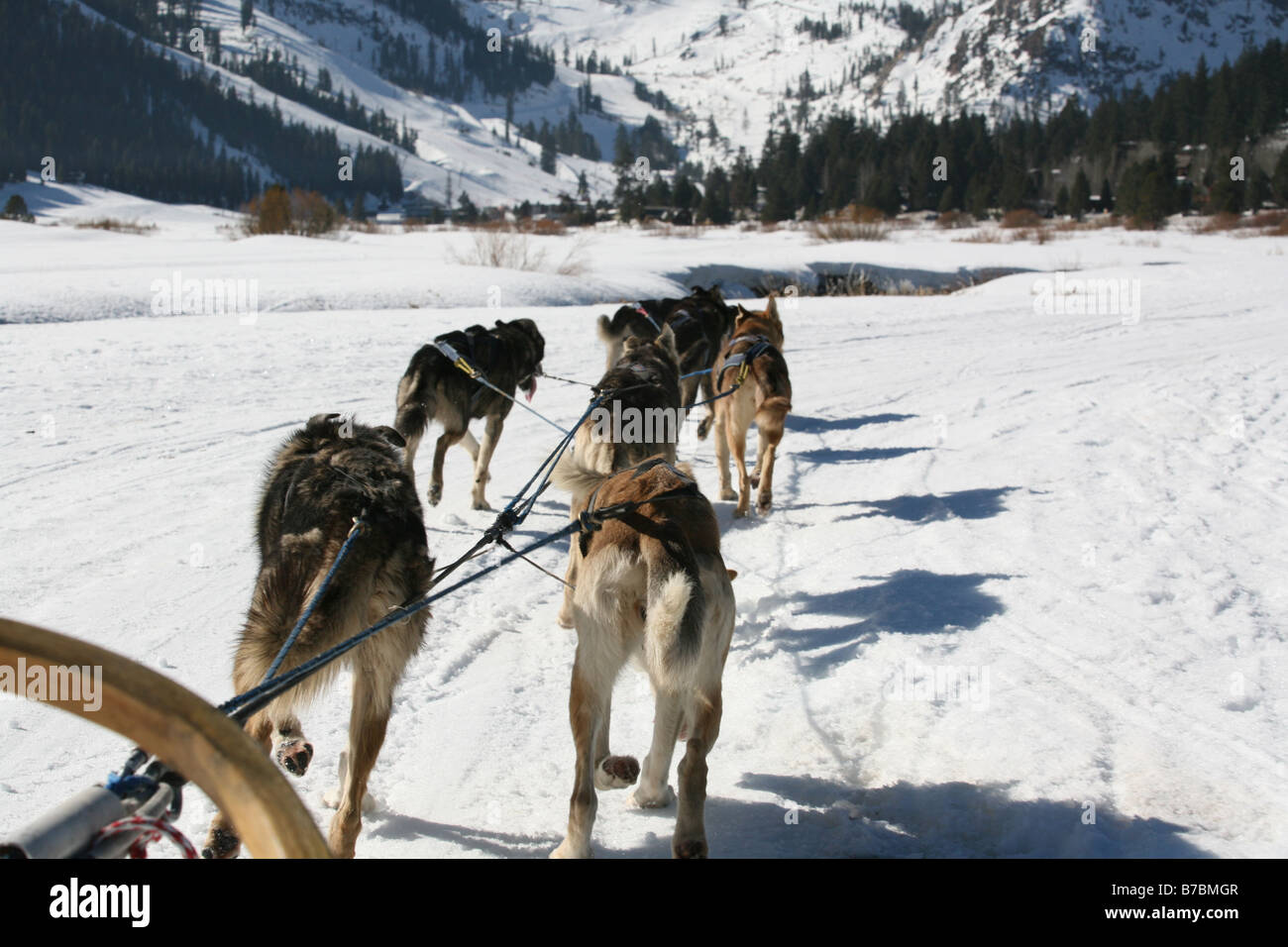 Hundeschlitten über die verschneiten Berge Stockfoto