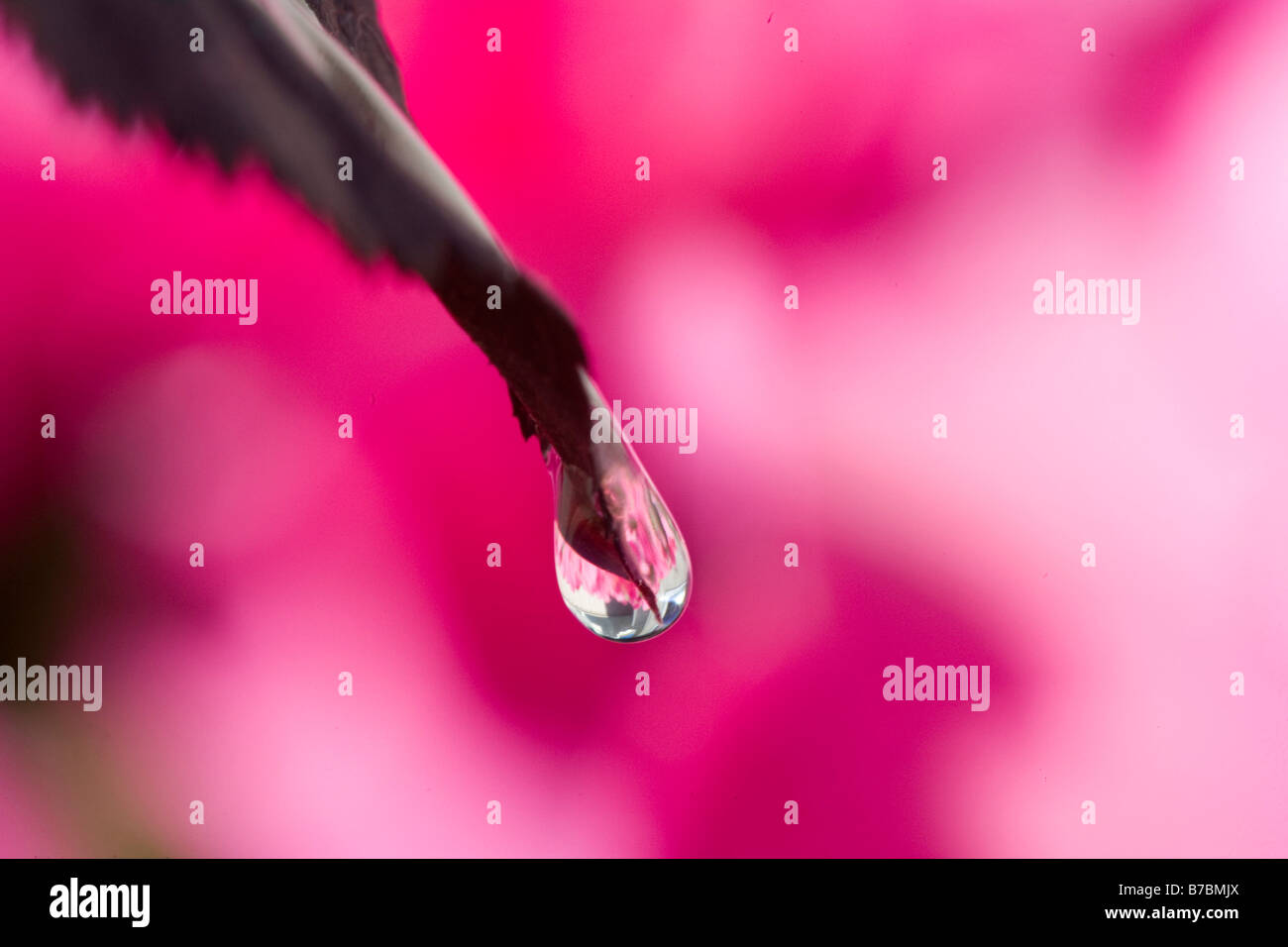 Wassertropfen fungiert als Objektiv zu Bild Blumen in Ferne Stockfoto