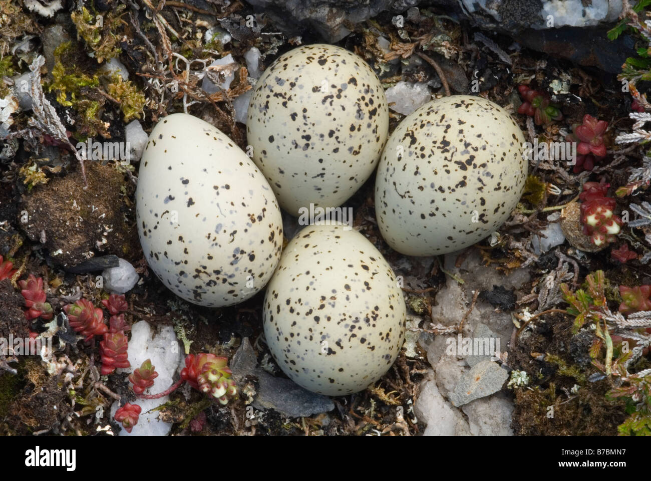 Flussregenpfeifer Plover Charadrius Hiaticula Nest und Eiern Insel Colonsay Argyll und Bute Schottland Juni Stockfoto