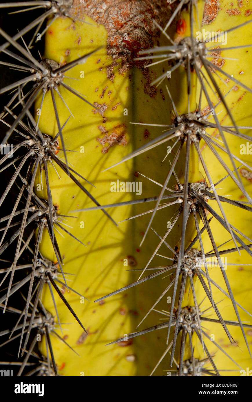 SPIKES STACHY STING STÄRKE TEXAS TEXTUR DICK DURSTIG AUTSCH DORNEN QUÄLEN ZÄHE VEGETATION WASSERLOS WASSERLOS VIELE VERDE ESPINA PELIGRO MIL Stockfoto